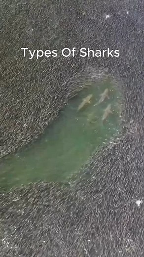 Types of Sharks… Featuring the Cat Shark - - - - - #ilovesharks #sharks #shark #catshark #glowinthedark #ocean #marinelife #oceanlife | SandBarr.Co