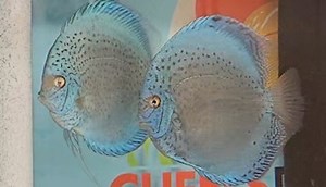 Breeding pair of Royal Sapphire. #discusfishofinstagram #discusaquarium #discusfish #discusfishtank #chensdiscus #discusforsale #fishkeepinghobby #discusaddict #aquariumsofinstagram #discusworld #discusfishes #discushobby #discusmania #discushobbyist #discusofinstagram #chensditone #discusgram #awardwinningdiscus #kingofkings #discuschampion #awardwinningdiscusbreeder #discusgrandchampion #wilddiscus #wilddiscusfish https://www.facebook.com/Chens.discus https://www.chensdiscus.co.uk/ | Chens Dis