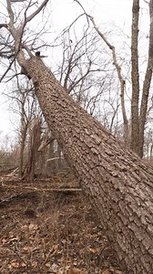 We have to hinge cut a very valuable and equally fragile. Not only do I have to keep from damaging this log, but I also have to keep it out of the road and off of the powerlines. I use my #spongebob square butt technique so i can cut it all from one side. | Boys In The Woods