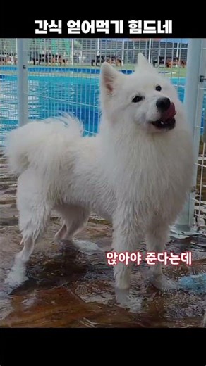 간식 얻어먹기 힘드네...