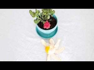 How to Keep a Cat out of Potted Plants