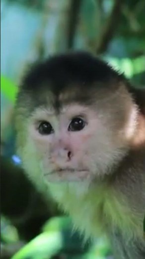 White-Fronted Capuchin Shows True Intelligence #wildlife #nature
