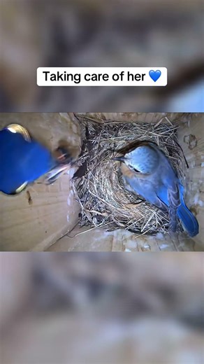 Taking Care of Her 💙🐦 | Bluebird Nest Cam