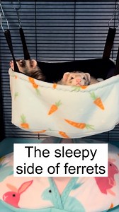 Welcome to the sleepy side of ferrets Even though they have an immense amount of energy as babies and young adults, ferrets sleep approximately 16-20 hours a day. They sleep for short spans, similar to cats, but those short spans add up to a lot of sleeping. But all this sleeping doesn’t mean they don’t need to be let out of their cage to play. In fact, it’s not uncommon for ferrets to go to sleep in the middle of playtime. My ferrets have their own room and come out into the house to play 2-3 t