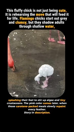 Baby Flamingo Learning to Stir Its Own Lunch #animalsfacts #animalshorts #bird #viral #animallife