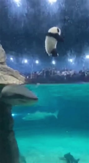 Saving the Baby Panda from the Shark Tank