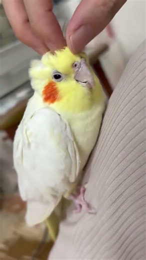 Enchanting Black Phoenix Parrot: A Daily Cutie's Tale