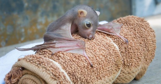 Baby Bat: 5 Pictures & 5 Facts