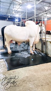 Magnificently beautiful giant white bull | Biggest Bulls Photography