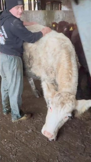 ELLIOTT and his pet cow MILKY having a bonding moment. #son #cow #farmlife #farming #nofarmersnofood