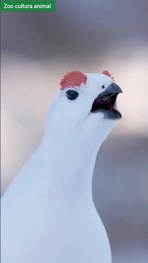 This Chicken Lives in the Freezing Arctic