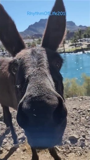Cute Burro Gets Nosey! #Unedited #riverlife #WildBurros #ColoradoRiver #donkeyfamily