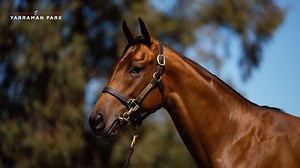 19 reactions | • HARRY'S HIGHLIGHTS • From the family of Mica's...