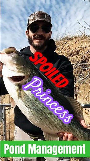 This ONE Trick Grows Monster Bass Every Time #bassfishing #fishing #pondmanagement