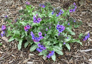 Lungwort: Használat, mellékhatások, kölcsönhatások, adagolás és figyelmeztetés - Vitaminok - Kiegészítők 2025