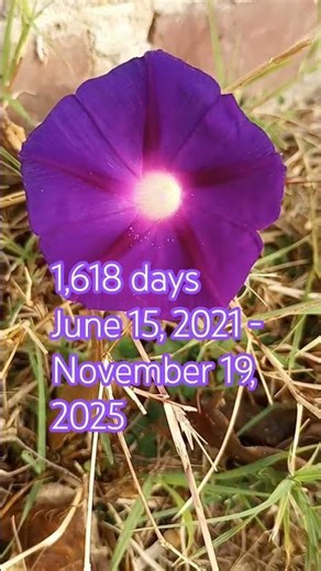 Find Summer Wells #missing