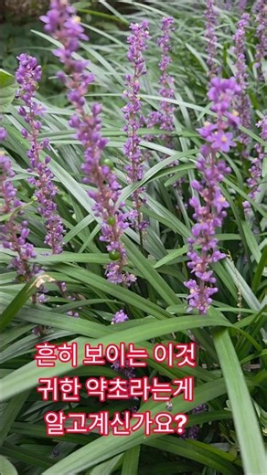 백문동효능#잦은기침#마른기침#입마름#백문동차 효능#텃밭가꾸기#마곡초록마을아재#