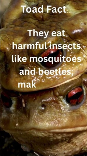 Toad facts #shortsviral