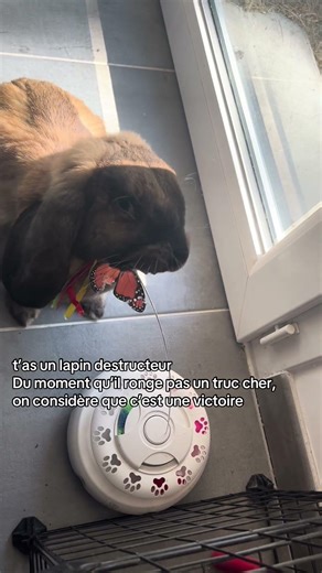 t’es plus en mode «éducation»mais t’es en mode survie du budget 😭 #lapin #rabbit #rabbit