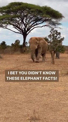 🐘Elephants are able to recognise themselves when shown mirrors. 🐘Elephants are able to recognise and distinguish human voices! They can tell the difference between human languages, male and female voices, friendly voices and those associated with danger.❤️❤️❤️❤️❤️❤️❤️❤️❤️❤️❤️#pinchmemoment #amboselinationalpark #elephantsofinstagram #kenyansafari #uniqueplaces #placestovisit #adventuretravel #bucketlisttrip #travelmore #wildlifeonearth #sustainabletravel #bucketlistadventures #safari #wildlife