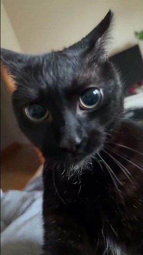 TV Broken Computer Destroyed Cat No Regrets 😼 #cats #Cat