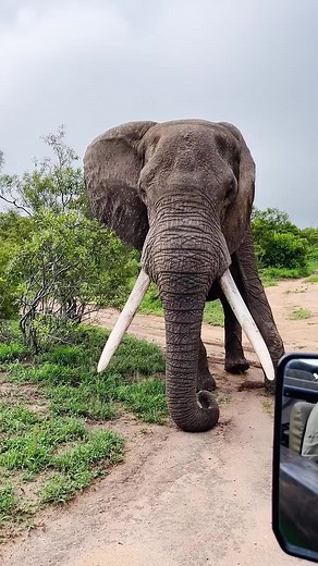 Dominant African Elephant in the Savanna