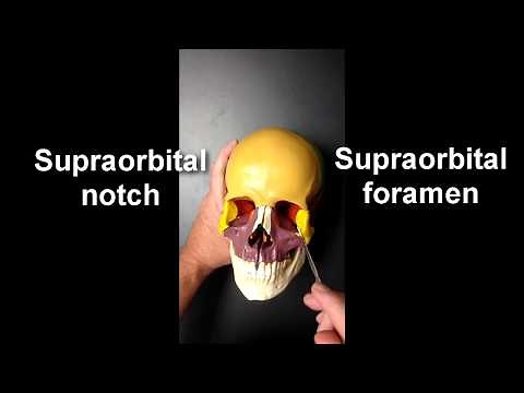 Anatomy of the Skull (Part 2)