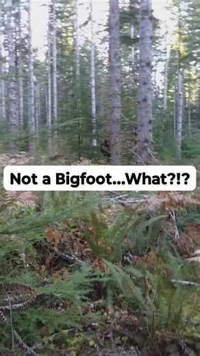 355K views · 1.7K reactions | Is this Bigfoot peeking from behind a tree? (the answer might surprise you) 勞 #bigfoot #sasquatch #treesquatch #noteverythingisbigfoot | Sasquatch Coffee | Facebook