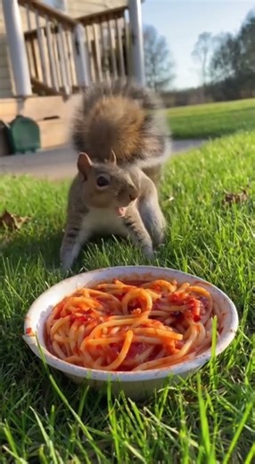 When a Squirrel Eats Spicy Pasta… and Instantly Regrets It 😂🔥