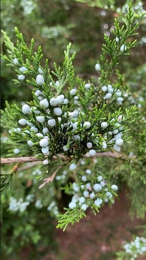 Eastern Red Cedar Berries (cones) #trees #nature