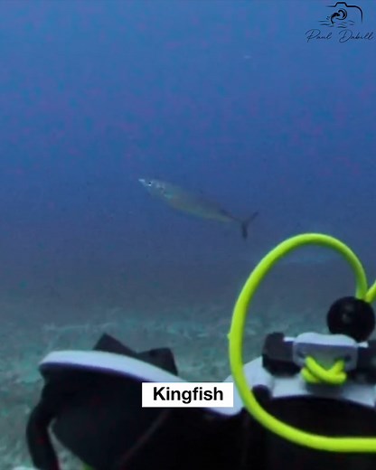 82K views · 315 reactions | Underwater drone meets giants of the deep! At Jupiter’s “Deep Ledge,” 4 miles offshore, sharks and massive Goliath groupers investigate the drone in 130 feet of water. Filmed April 14th, 2025 in Jupiter, Florida. Part 5 of 5 | Paul Dabill Photography | Facebook