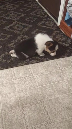 ****PLACEMENT FOUND**** 🙏🏻🐾❤️ Hi Jennifer, We were just sent this video and message from a amish broker and was wondering if you or someone you know can help this little guy. "I'm sending you a video of a male 8 wk old Corgi puppy he fell out of a hay loft and lost use of his back legs less than a week ago. He's going to need surgery but instead of putting him to sleep I thought I would see if you guys could take him" Can anyone take him? | Dachshund Haus Rescue