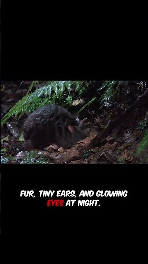 I Found the World's Rarest Rabbit