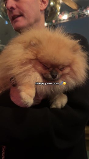 Sleepy Pomeranian Cutie Cuddles in Dreamland