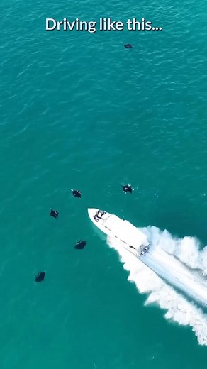 463K views · 249 reactions | Manta rays aggregate on the surface of...