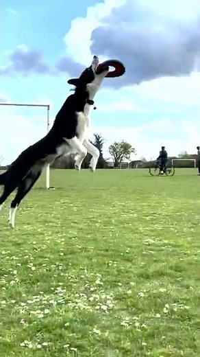 Dog Catches Frisbee While Playing With Owner - 1310360-1