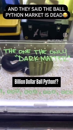 BALLS OF FURY on Instagram: "BILLION DOLLAR BALL PYTHON!?!? What a dope looking snake produced by @maddballpythonz He had this awesome animal on display at the Daytona Beach Reptile Expo a few years ago🔥🔥"