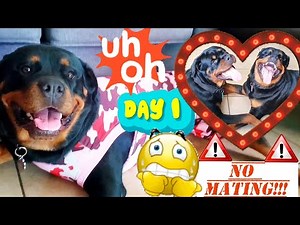 Female Rottweiler Heat Cycle w/ Male Dog Present | How To Keep Dogs From Breeding or Mating