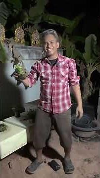 What vegetables are easiest to grow in styrofoam boxes, and how is it easy?