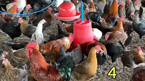 1.9M views · 36K reactions | Poultry Farm Business plan #poultry #poultryfarming #poultrylife | Sandhu Agrofarm | Facebook