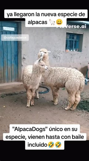 alpacas bailando pica pica picale#baile