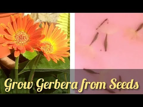 How to grow Gerbera from harvested seeds | Full update from harvest to germination