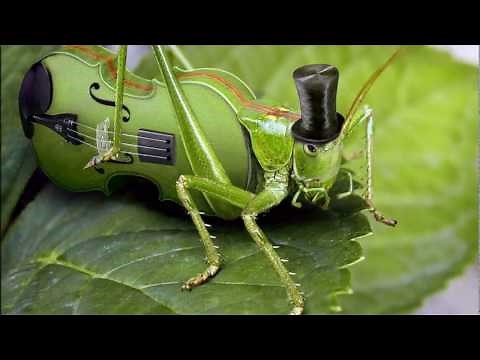 Cricket Ringtone | Ringtones for Android | SFX