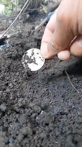 Nice Phillipine Old Coins. #metaldetecting #oldcoins #treasure #golds | GO finder