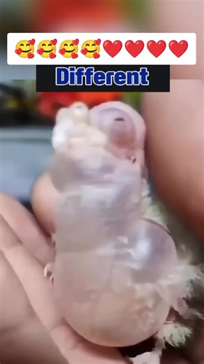 Delightful Cockatiel Moments: Interactions and Care