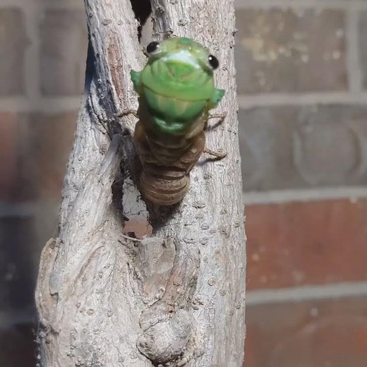 Time lapse of cicada coming out of shell