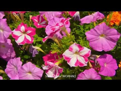 SMAP 『Dear WOMAN』