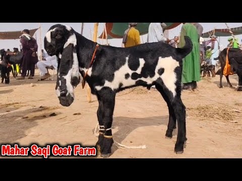 Bakra Mandi Sahiwal ki update | Mahar Saqi Goat Farm