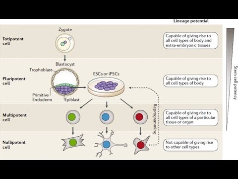 Levels of Potency in Stem Cells; Totipotent, Pluripotent, Multipotent, Unipotent