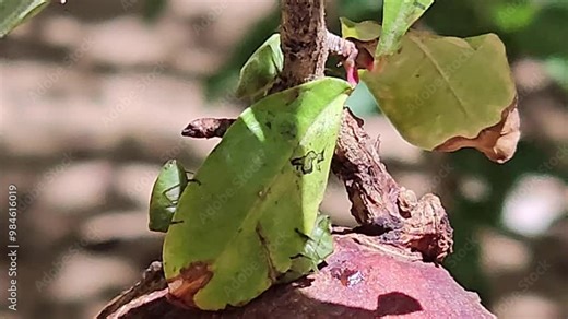 Green bugs on the leaves of pomegranate fruit branch, with rotten and spoiled pomegranates. that needed care before it's rotten and got diseased and invaded, selective focus